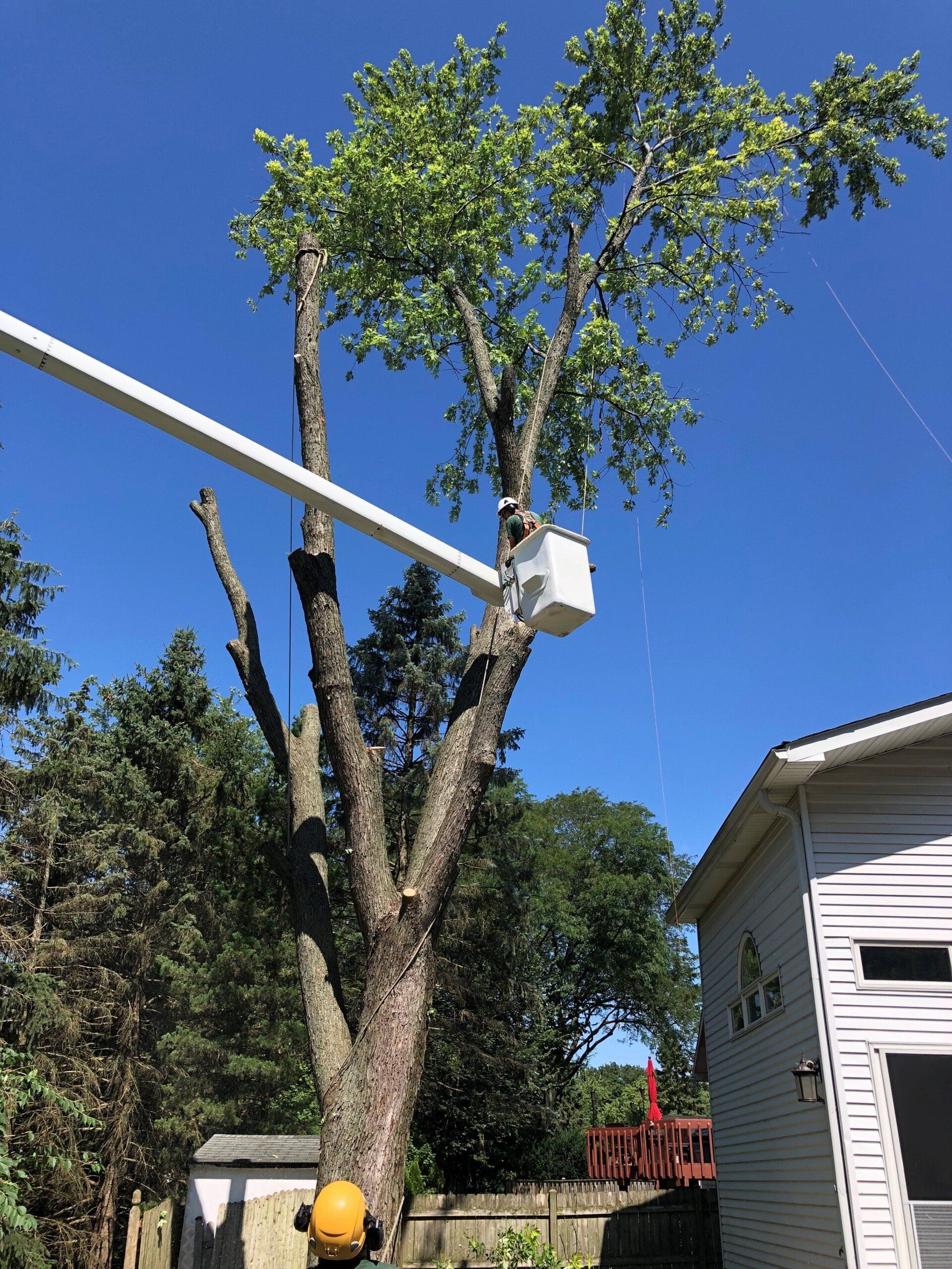 Tree Removal In Normal Weather | Gilberts, IL | Crown Tree Care Inc.