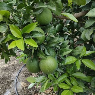 Azienda Agricola Canduscio