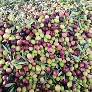 Azienda Agricola Canduscio