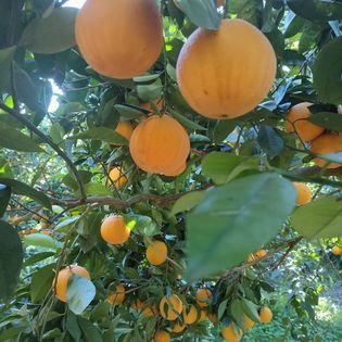 Azienda Agricola Canduscio