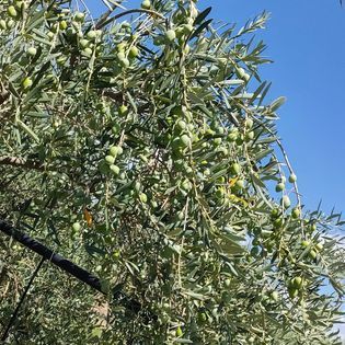 Azienda Agricola Canduscio