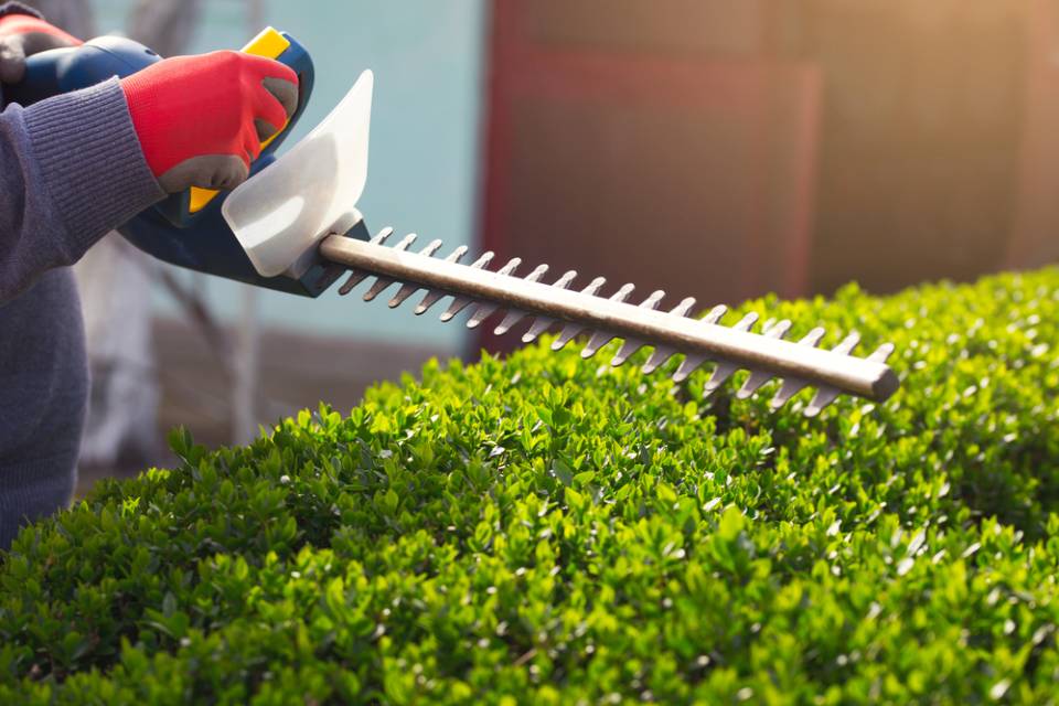 Taglio siepi