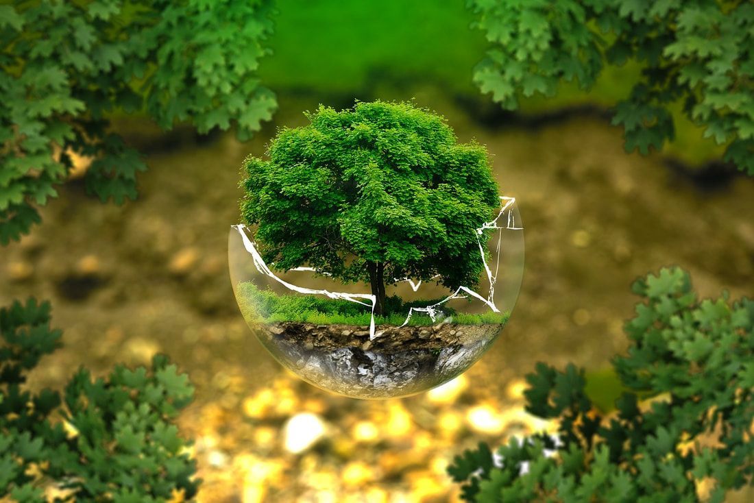 a tree in a glass globe surrounded by trees .