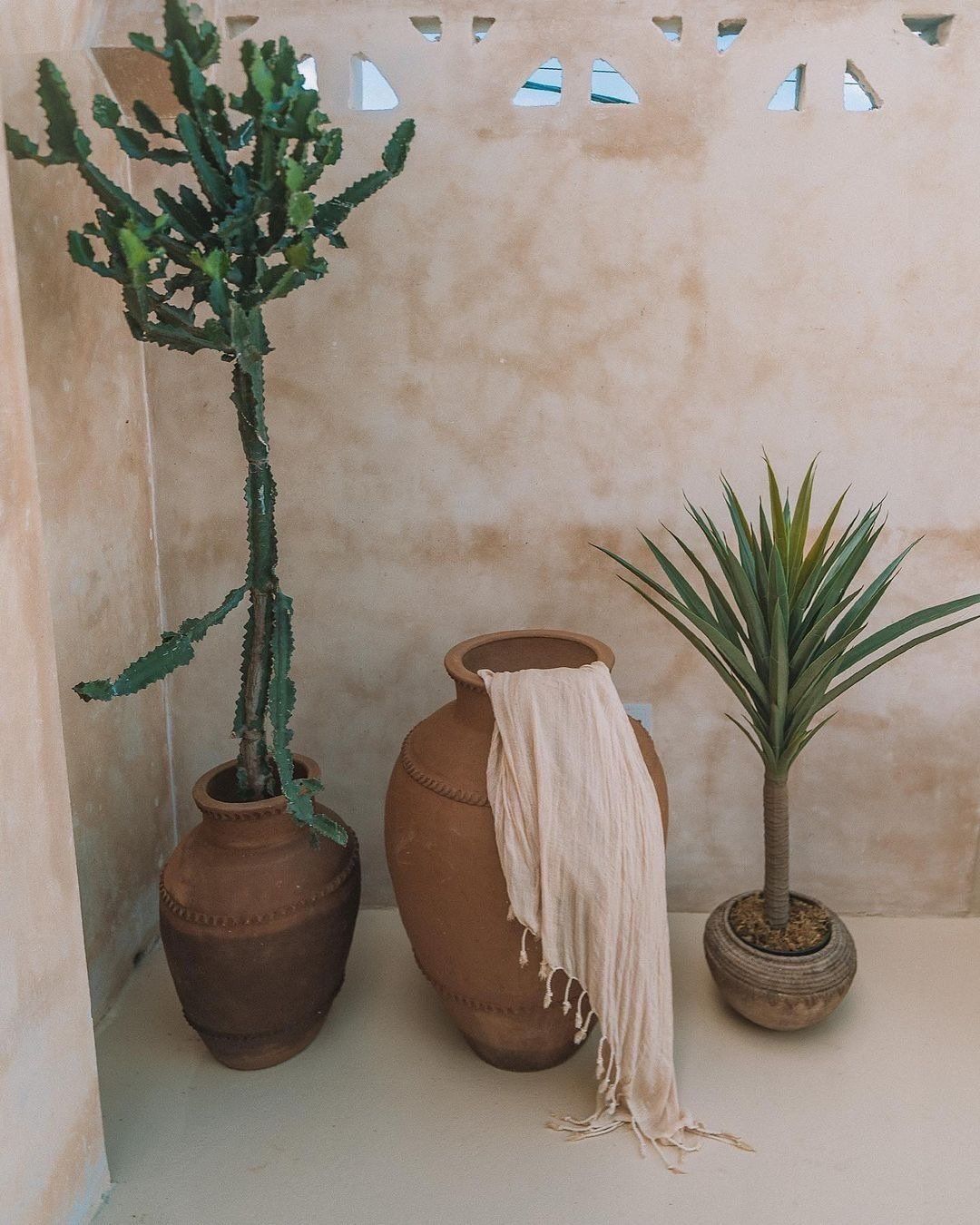 three potted plants including a cactus and a palm tree