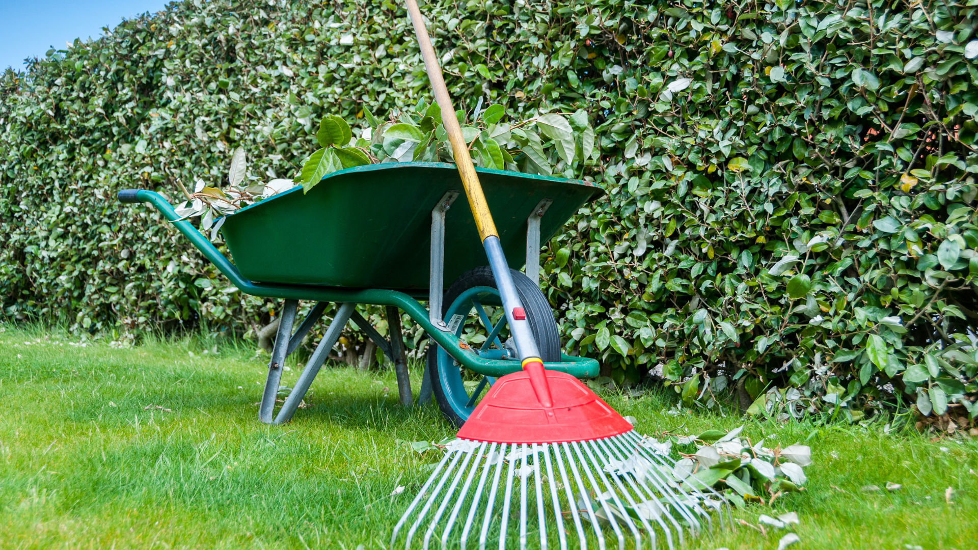 Green wheelbarrow with leaves and a red rake on grass beside a tall green hedge in a garden setting.