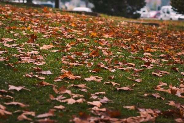 Fallen autumn leaves scattered on green grass, hinting at the transition from summer to fall in a park setting.
