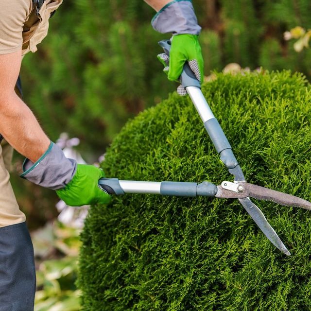 Gardener trims a round bush with large hedge shears, wearing green gloves and gray sleeves in a lush garden.