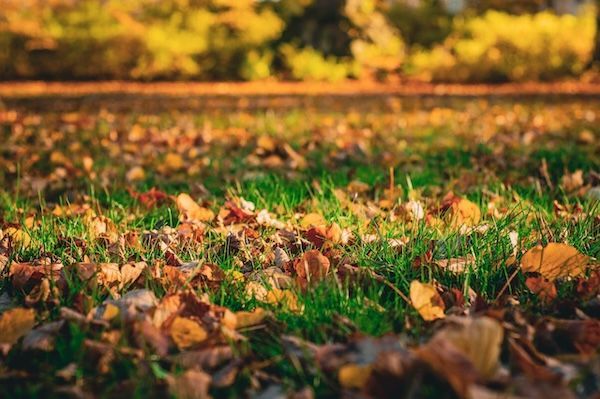 Close-up of fallen autumn leaves scattered on lush green grass, with blurred trees in the background.