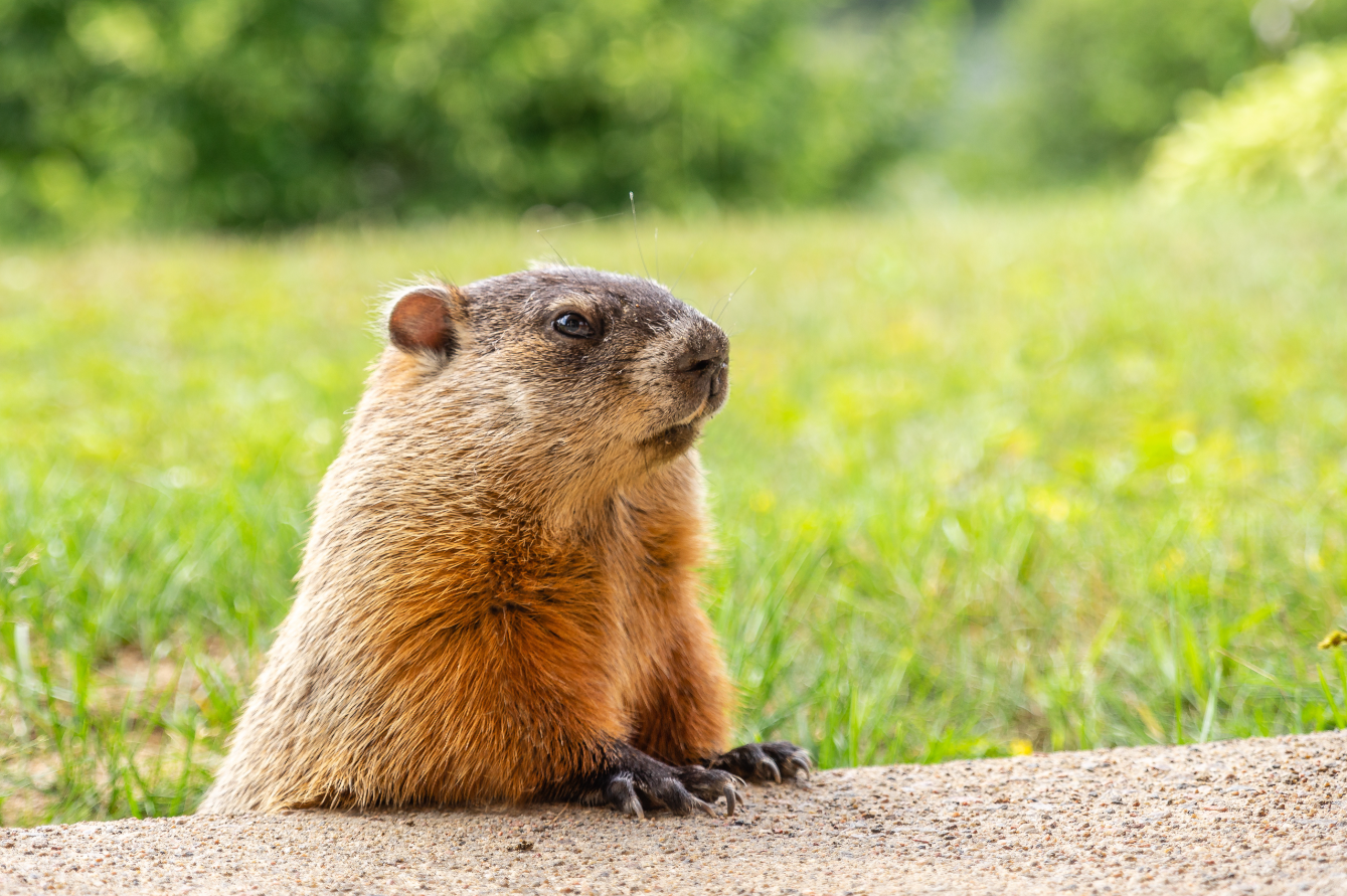 Groundhog peeking over a ledge with green grass and blurred trees in the background on a sunny day.