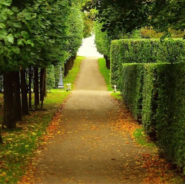 Pathway lined with lush green hedges and trees, scattered autumn leaves on the ground, leading to a bright exit.