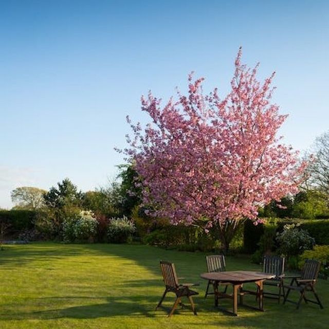 Garden scene with a cherry blossom tree in bloom, surrounded by grass and wooden chairs around a table under clear sky.