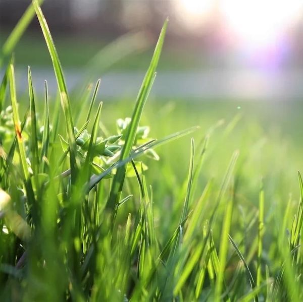 Close-up of vibrant green grass with sunlight creating a soft glow and lens flare in the background.