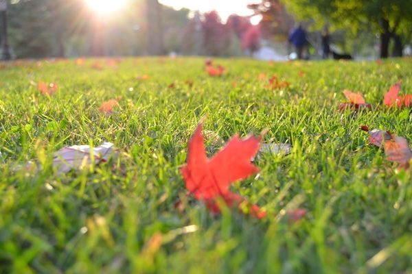 Sunlit autumn park with scattered red leaves on green grass, blurred background of trees and distant figure.