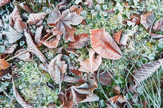 Frost-covered autumn leaves scattered on grass, displaying a mix of brown and orange hues against green foliage.Frosty Leaves