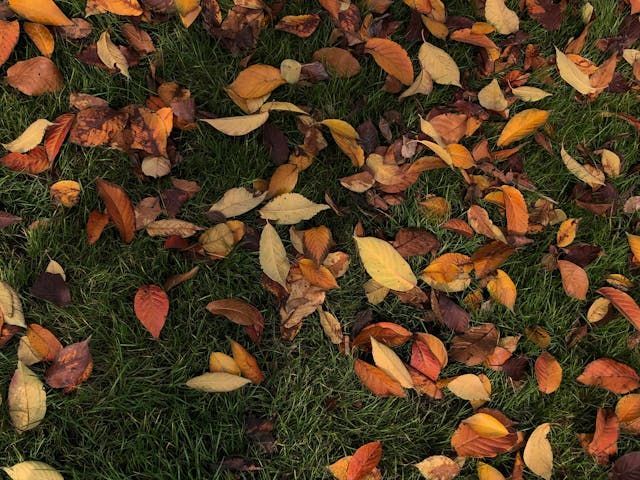 Colorful autumn leaves scattered on green grass, creating a vibrant, natural texture with shades of orange and yellow.
