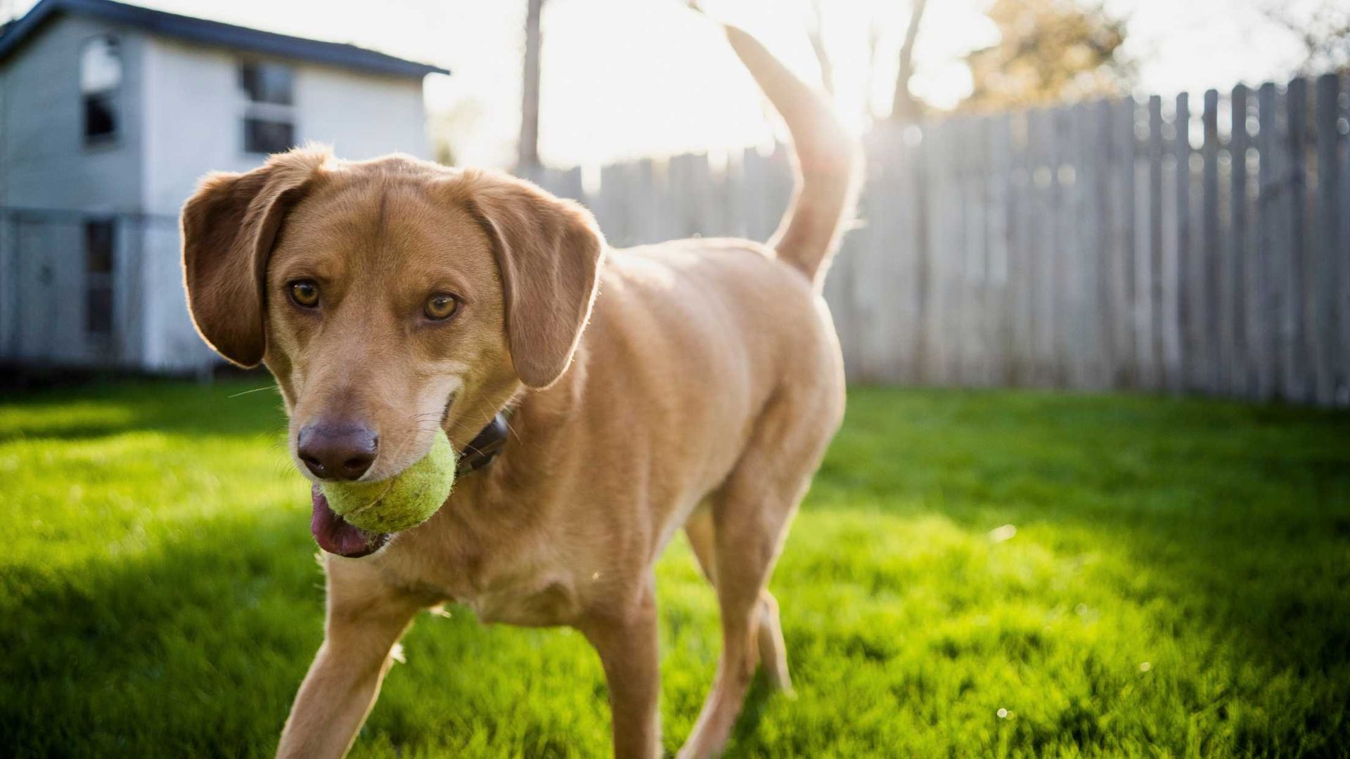 A brown dog is holding a tennis ball in its mouth.