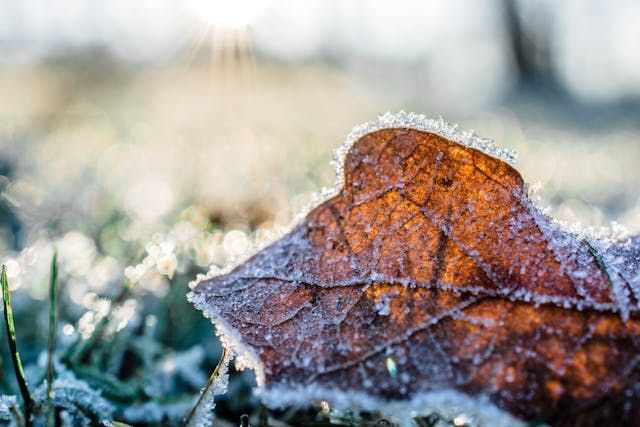 Close-up of a frosted brown leaf on grass with sunlight shining in the background, creating a sparkling effect.
