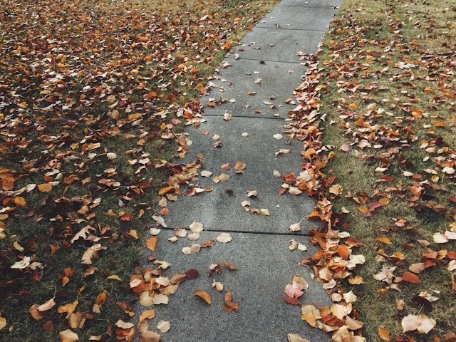 Sidewalk covered with scattered autumn leaves, surrounded by grass on both sides, creating a colorful fall scene.