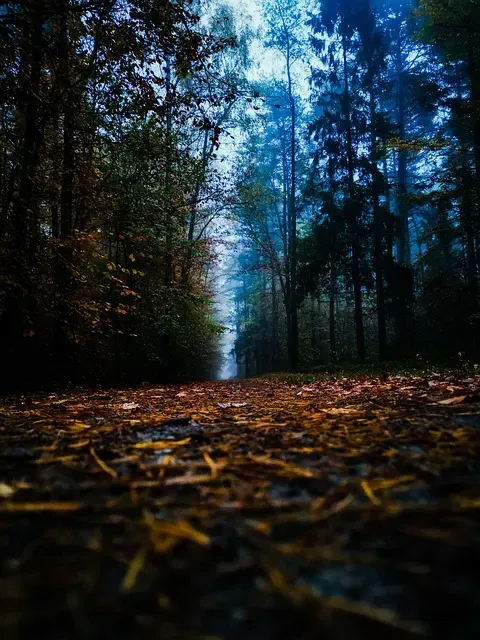 A forest path covered in fallen leaves, surrounded by tall trees under a blue sky, creating a serene atmosphere.