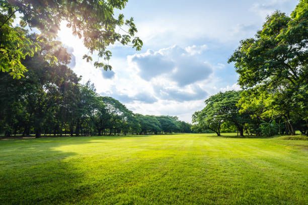 Sunny park landscape with lush green grass, trees, and scattered clouds in the sky.