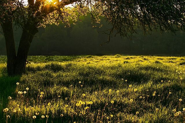 Sunlit meadow with dandelions under a tree, casting shadows and warm light in the peaceful evening glow.