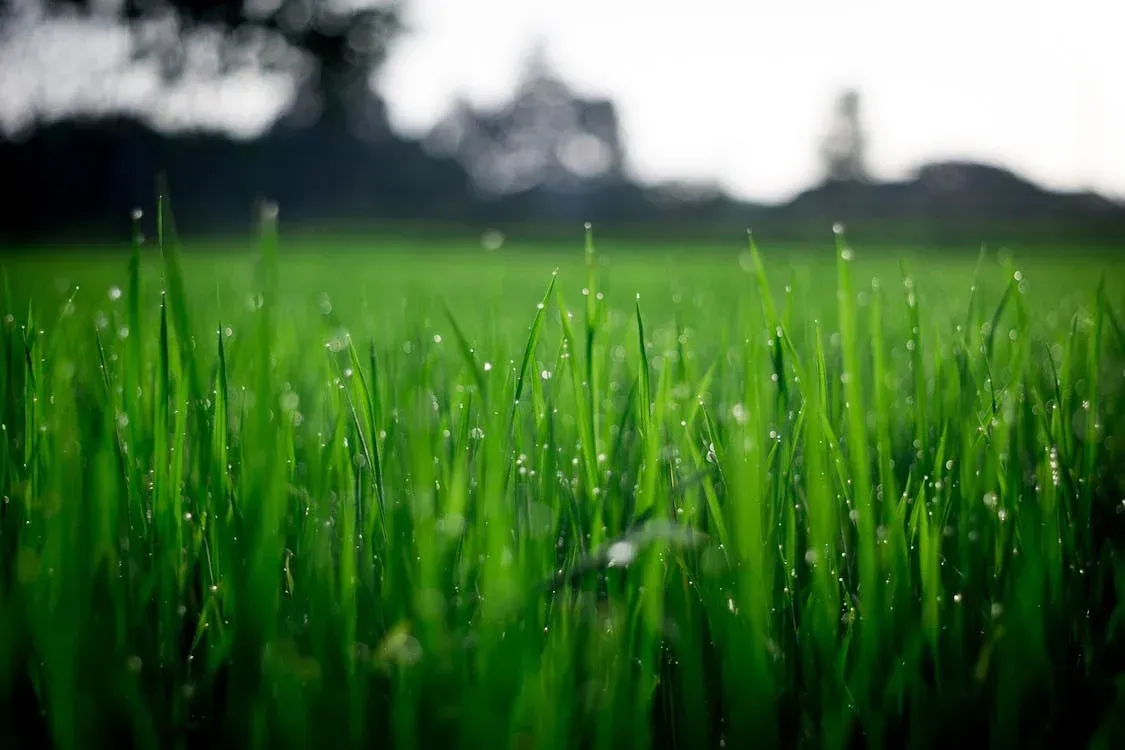 Close-up of vibrant green grass with dew droplets, blurred dark trees in the background under bright sky.
