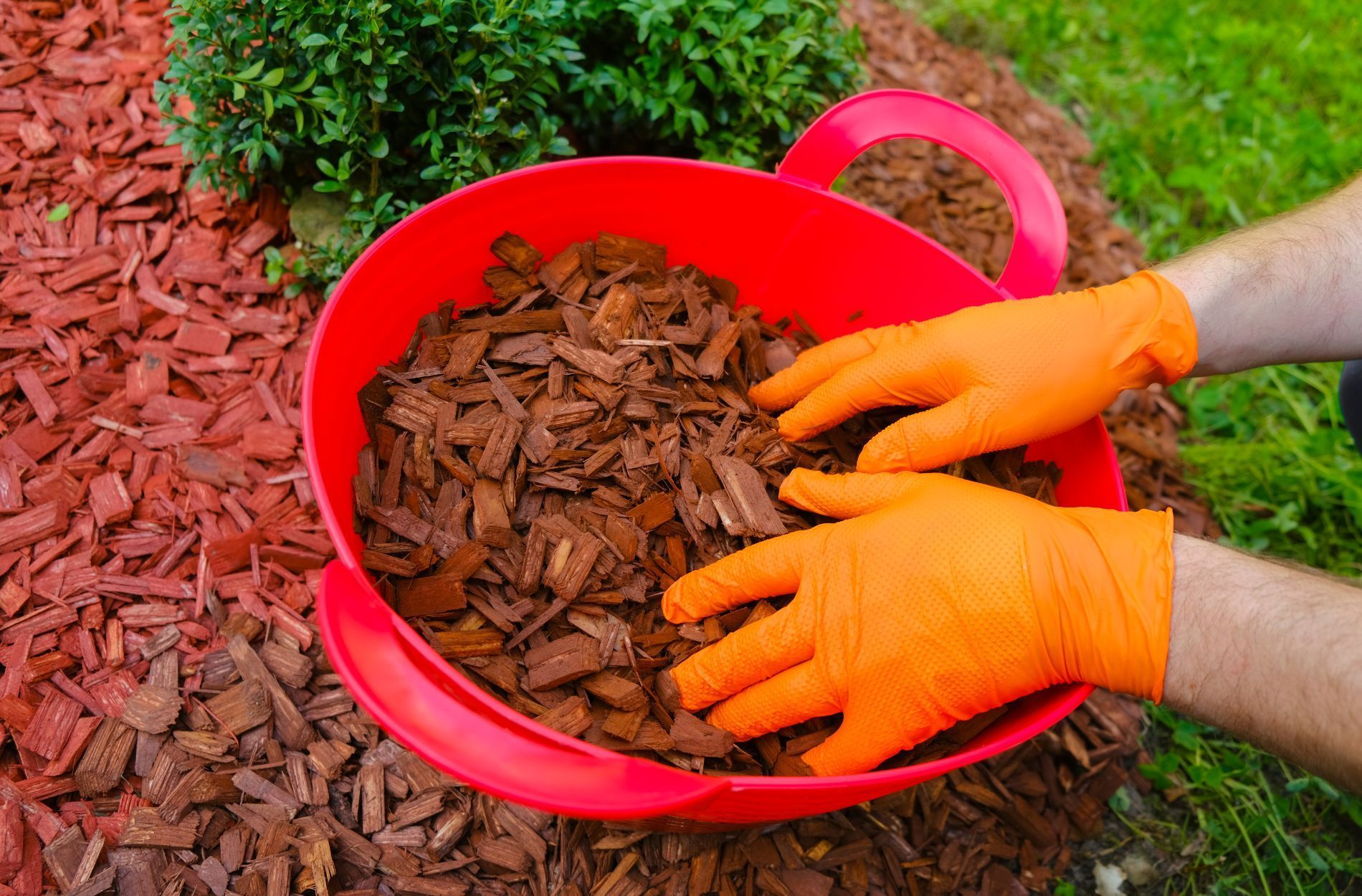 Hands in orange gloves spreading brown mulch from a red container near a green bush on grass.