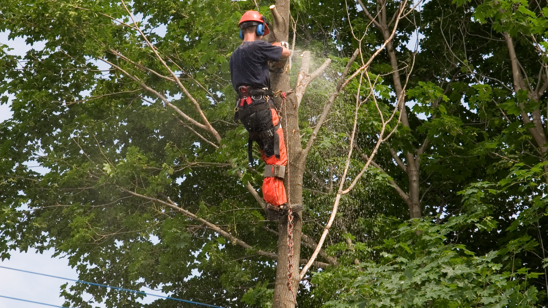 Arborist in safety gear cutting tree branches with a chainsaw, surrounded by lush green leaves.