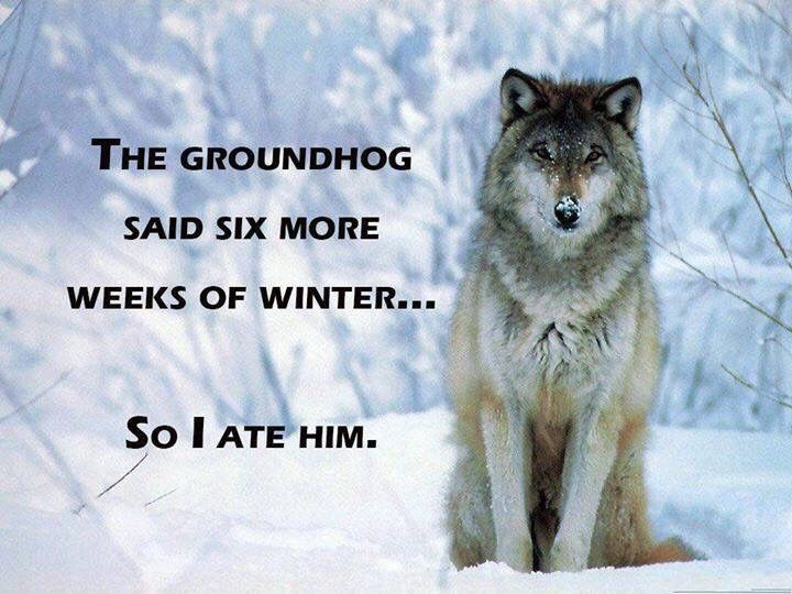 Wolf in snow with text: 
