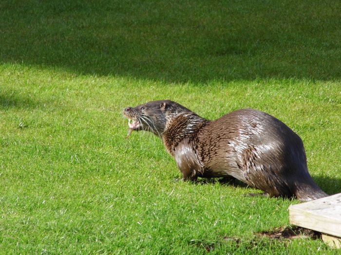 An otter on lawn of Peninsula Cottages, Wroxham with a fish in it's mouth