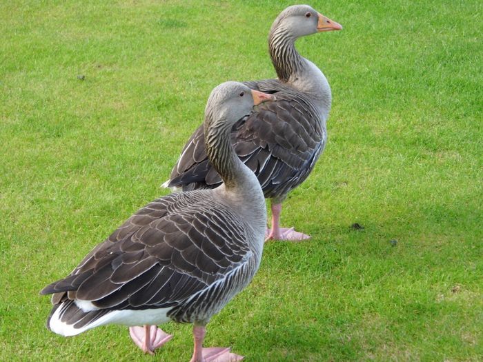 2 ducks viisiting herry cottage garden, Wroxham