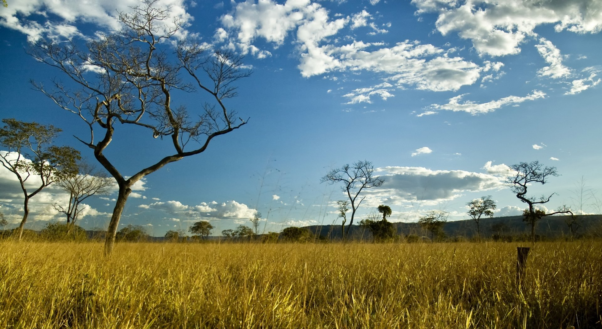Um campo com árvores e um céu azul com nuvens