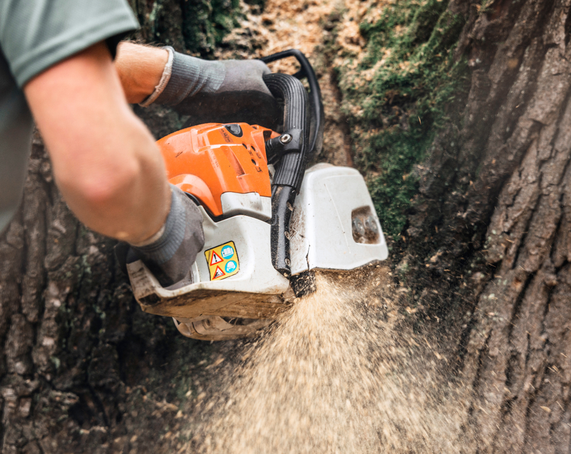 tree trimming essex