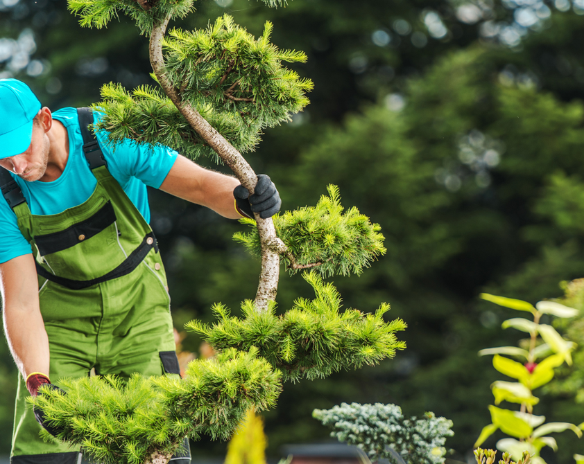 tree maintenance