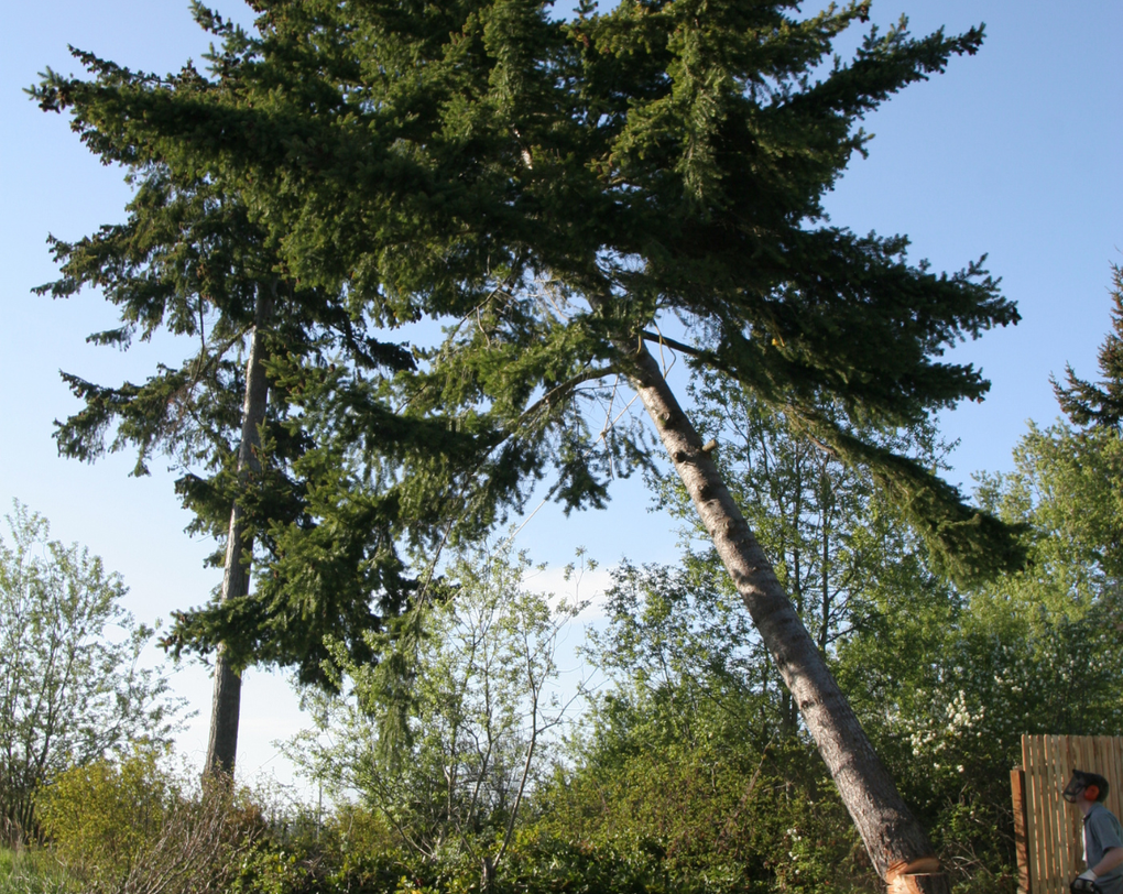 tree removals essex