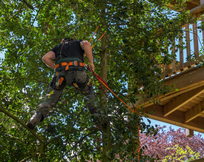 tree service essex