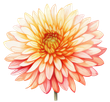 A close up of a pink and yellow flower on a white background