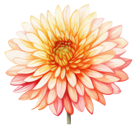 A close up of a pink and yellow flower on a white background