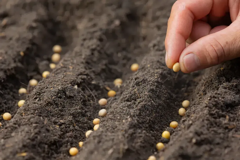 A person is planting a seed in the soil.