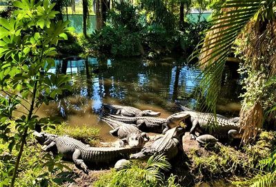 My favorite pic of the pecock - Picture of Shell Factory & Nature Park,  North Fort Myers - Tripadvisor