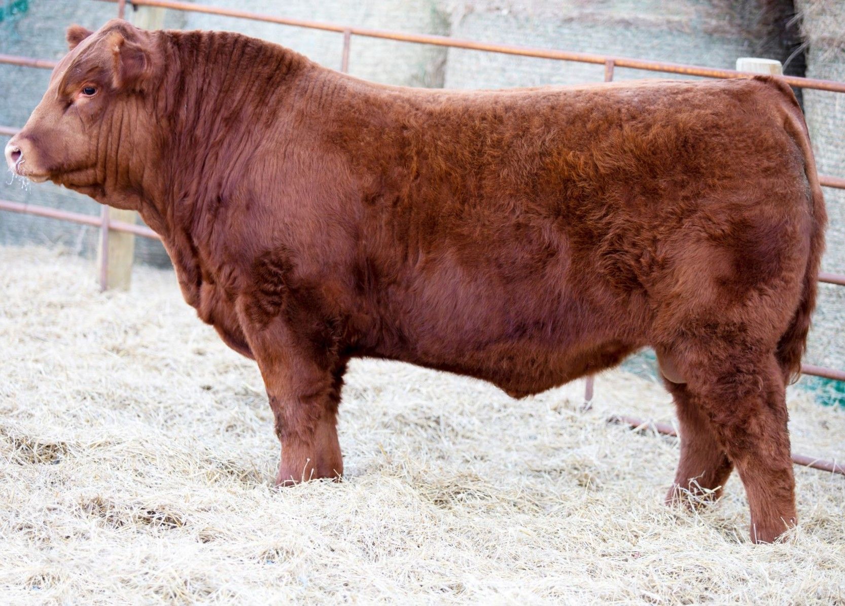 OSullivans Radium R27