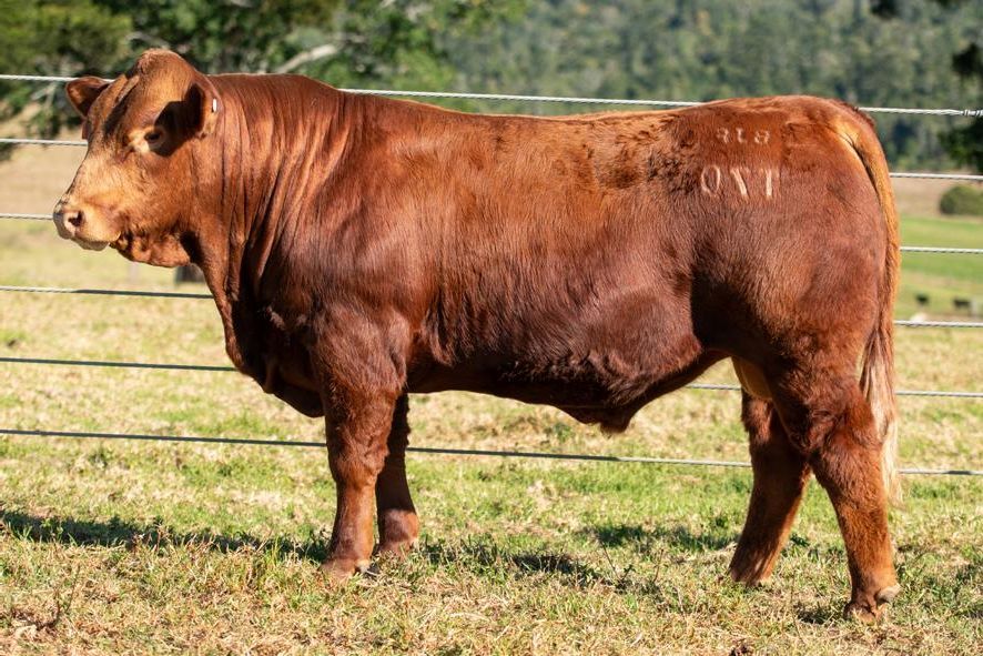 OSullivans Radium R27