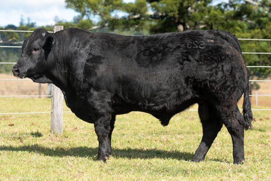 OSullivans Radium R27