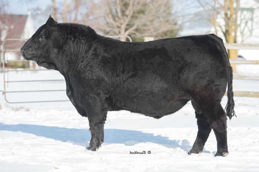 OSullivans Radium R27