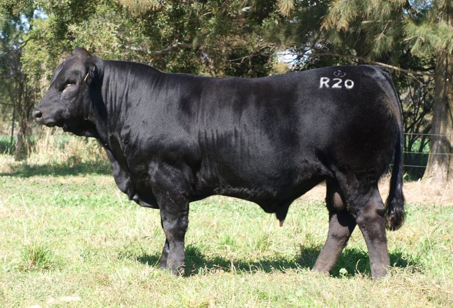 OSullivans Radium R27