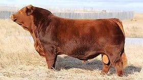 OSullivans Radium R27