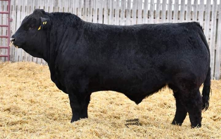 OSullivans Radium R27