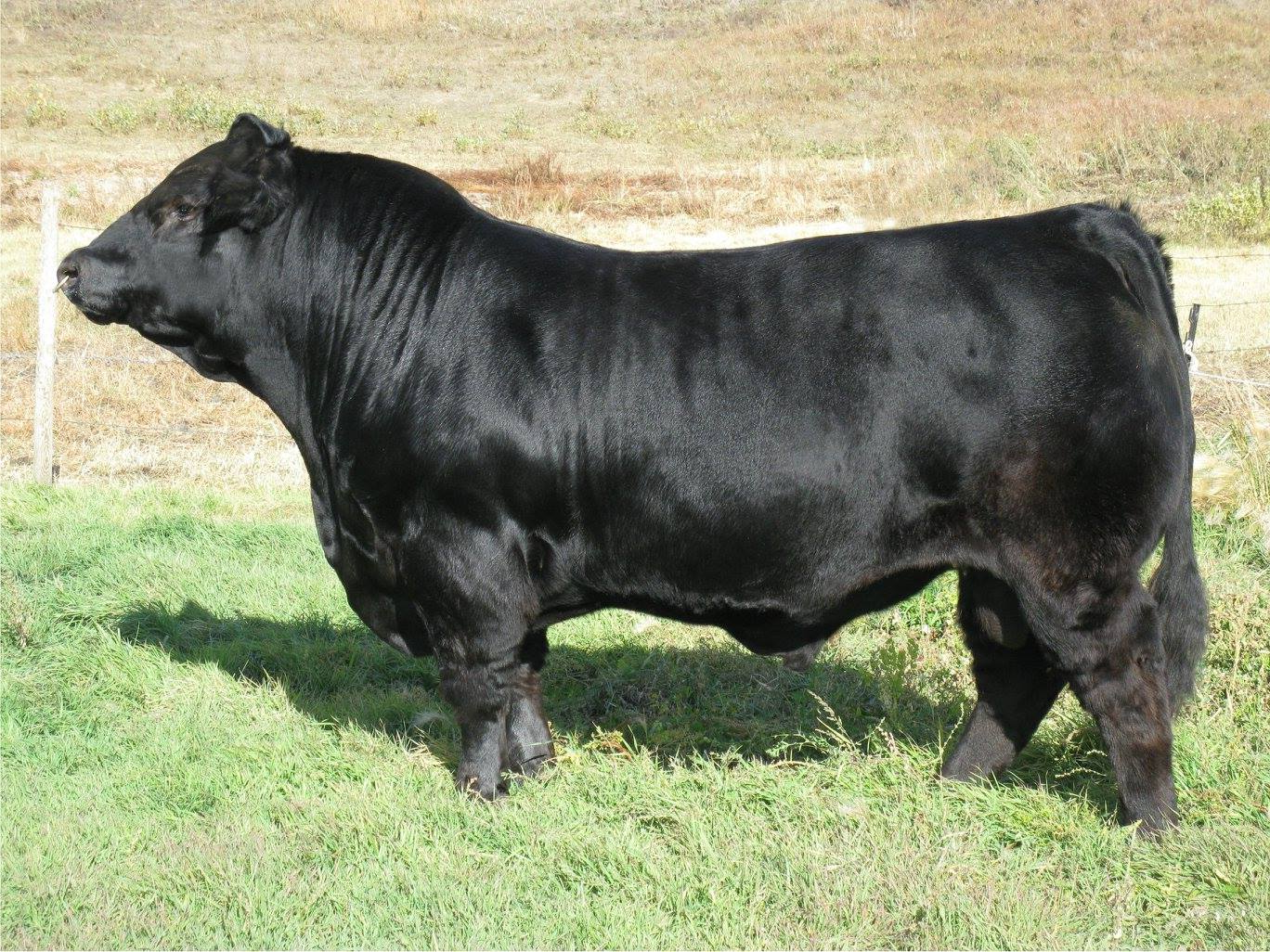 OSullivans Radium R27