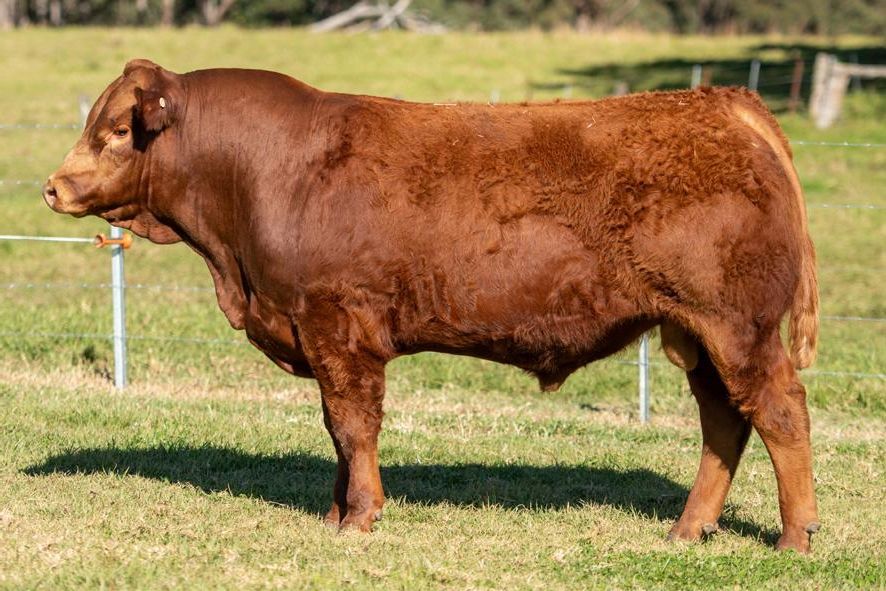 OSullivans Radium R27