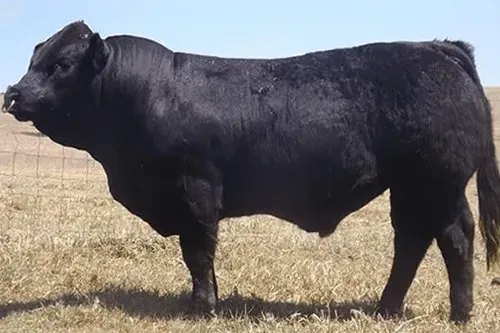 OSullivans Radium R27